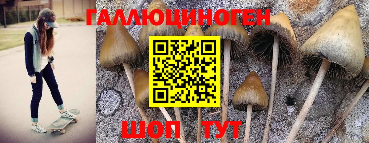 Чехов  Галлюциногенные грибы GOLDEN TEACHER  Вход с VPN 